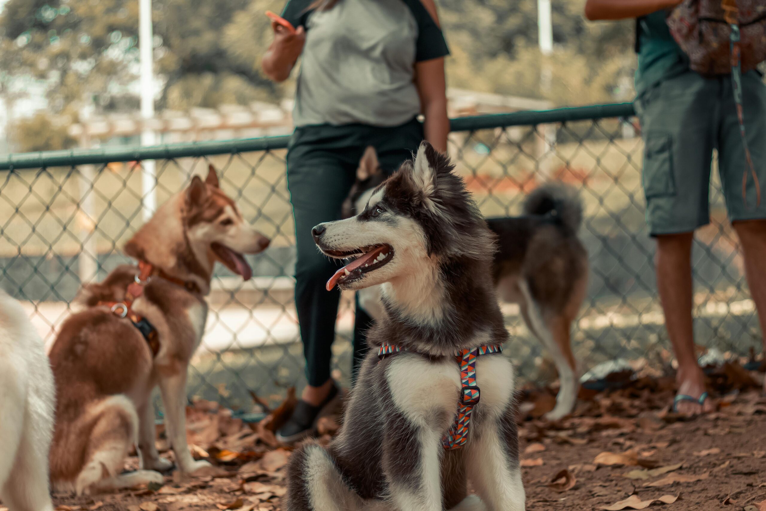 These are the top 5 Dog Parks around USA